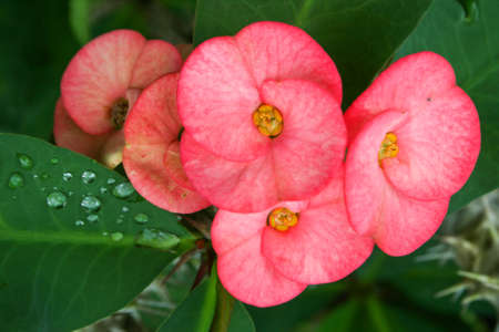 The red poisian cactus blooms in a pot in garden Thailandの写真素材