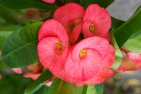 The red poisian cactus blooms in a pot in garden Thailandの写真素材