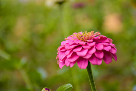 Beautiful pink petals zinnia flowers and soft blur backgroundの写真素材