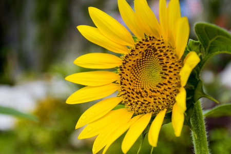 Beautiful yellow sunflower petals in full bloom and swarming bees and sun light
