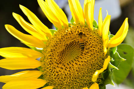Beautiful yellow sunflower petals in full bloom and swarming bees.の写真素材
