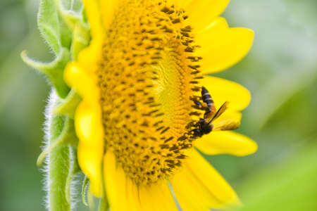 bee swarm  and yellow sunflower blooming beauty nature  in garden Thailand