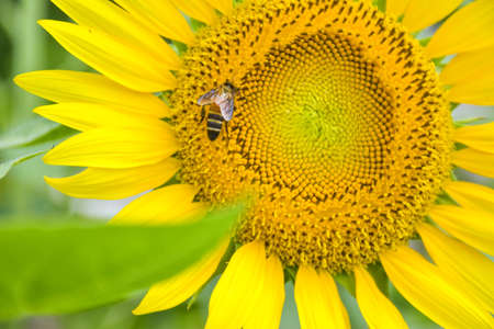 Sunflower petals and bees feed on pollen in the garden