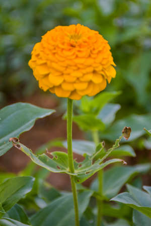 colorful  zinnia flowers blooming with beautiful petals and soft blur  in a Thai public park 1