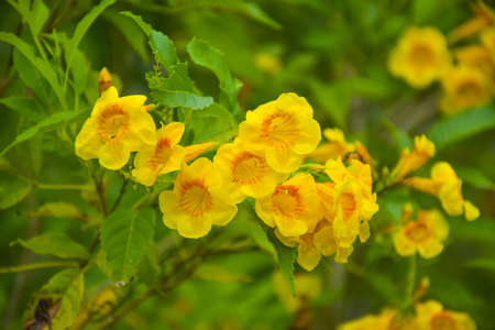 Yellow urai flowers and petals bloom in the garden.