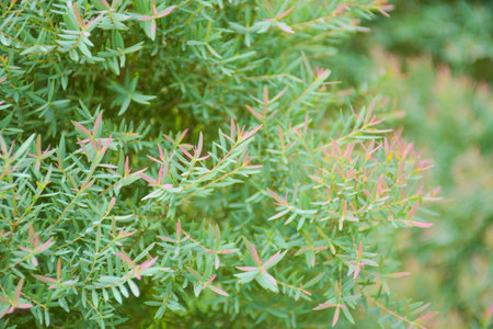 Small green and pink leaves are beautiful in a Thai park.の写真素材
