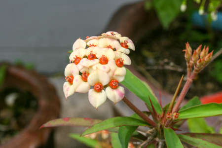 white Euphorbia milii small flower blooming beauty nature in garden Thaiの写真素材