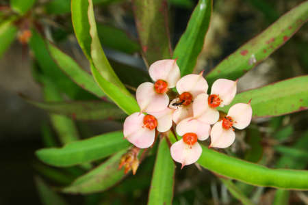 white Euphorbia milii small flower blooming beauty nature in garden Thaiの写真素材