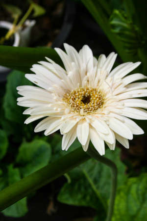 white Gerbera jamesonii blooming beauty nature in garden Thailandの写真素材