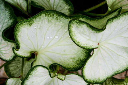 white leaves Auspicious plants decorate the gardenの写真素材