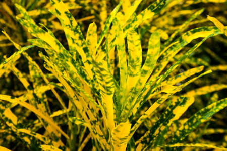 Codiaeum variegatum leaves colorful in garden Thai