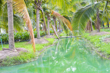 Perfumed coconut farms and beautiful turquoise waterways in southern Thailand.の写真素材