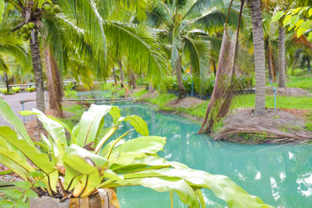 Perfumed coconut farms and beautiful turquoise waterways in southern Thailand.の写真素材