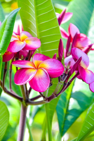 Pink frangipani flowers blooming  and sunlight soft blur backgroundの写真素材