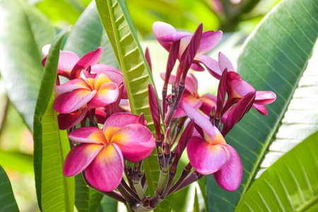 Pink frangipani flowers blooming  and sunlight soft blur backgroundの写真素材