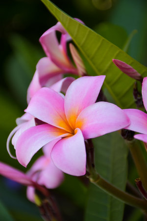 Pink frangipani flowers blooming  and sunlight soft blur backgroundの写真素材