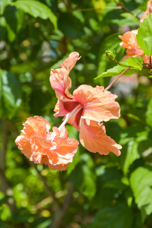 Orange hibiscus flowers and petals are in full bloom.の写真素材