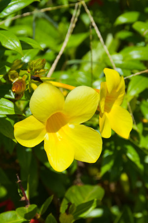 Orange hibiscus flowers and petals are in full blooming in gardenの写真素材