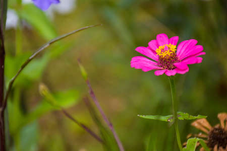 pink orange  Zinnia  flower beauty blooming in gardenの写真素材