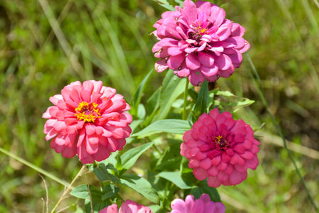 pink Zinnia  flower blooming beauty nature in Thailand garden and soft blurの写真素材
