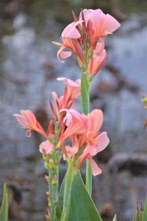 Red and pink canna flowers in the gardenの写真素材