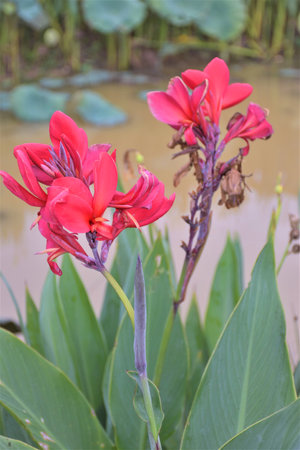 Red and pink canna flowers in the gardenの写真素材