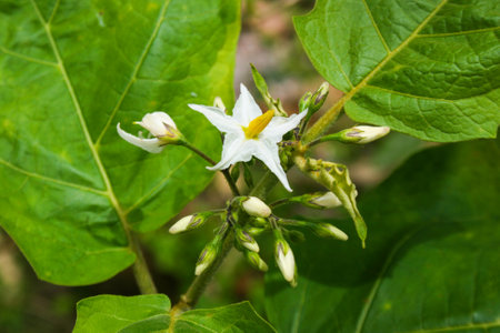 White eggplant flowers blooming in the morning in a Thai gardenの写真素材