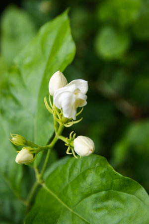 Jasmine flowers, white flowers, native plants of Thailandの写真素材