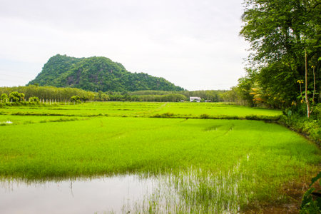 Rice fields and rubber plantations in rural Thailandの写真素材