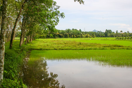 Rice fields and rubber plantations in rural Thailandの写真素材