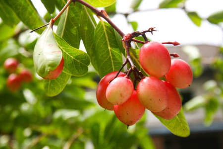 red cherry in the forest garden and hand softの写真素材