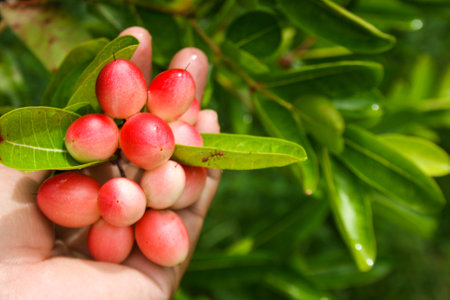 red cherry in the forest garden and hand softの写真素材