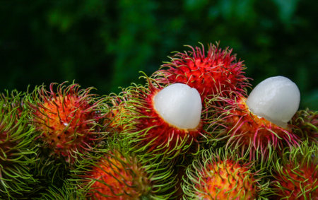 Thai fruit, sweet rambutan, beautiful color from south Thailandの写真素材