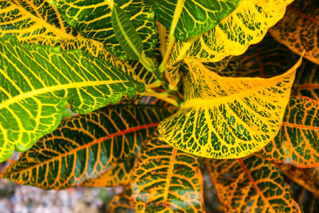 Croton, Variegated Laurel, Garden Croton leaves colorful in Thai garden
