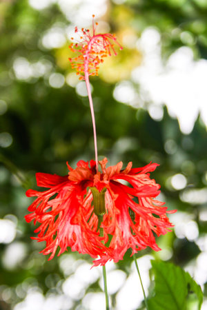 Orange hibiscus flowers blooming in the Thai gardenの写真素材