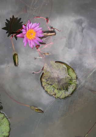 pink lotus blooming in water green leaves beauty nature in water gardenの写真素材