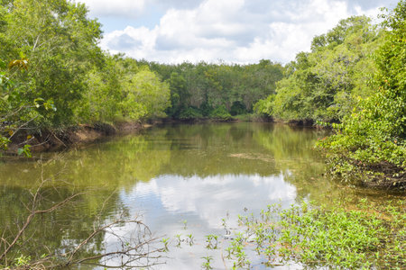 mangrove forest and lake and sky in south Thailandの写真素材