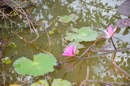 pink lotus flower in water and corner beauty leaves natureの写真素材