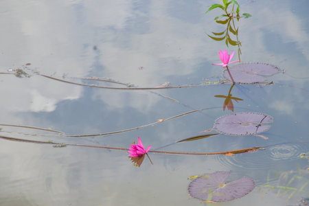 pink lotus flower in water and corner beauty leaves natureの写真素材