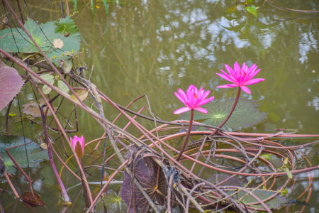 pink lotus flower in water and corner beauty leaves natureの写真素材