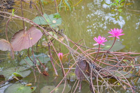 pink lotus flower in water and corner beauty leaves natureの写真素材