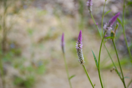 Purple White Crested Cockscomb Flower