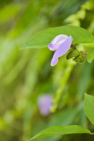 Purple wildflowers blooming in the morning blurred background