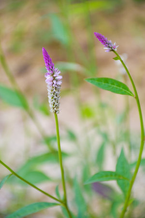 Purple White Crested Cockscomb Flowerの写真素材