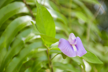 Purple wildflowers blooming in the morning blurred backgroundの写真素材