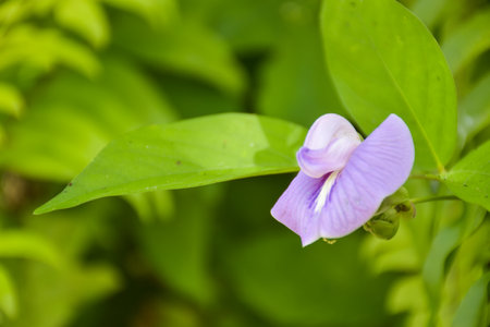 Purple wildflowers blooming in the morning blurred backgroundの写真素材