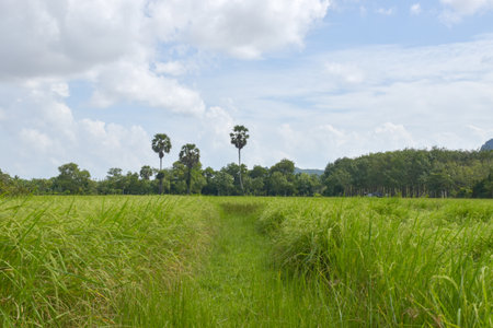 Green rice fields and palm trees on a beautiful farm in Thailandの写真素材