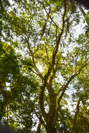 A hundred -year-old tree in the forest of Thailandの写真素材