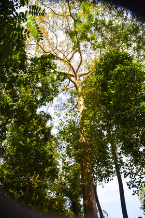 A hundred -year-old tree in the forest of Thailandの写真素材