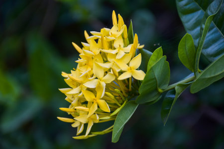 needle  yellow blooming beautiful petals in the Thai garden.の写真素材